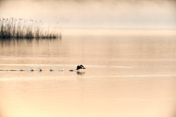 Faune des marais<br>NIKON D4, 700 mm, 360 ISO,  1/800 sec,  f : 5.6 